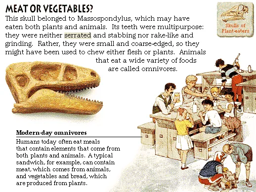 Meat or Vegetables?