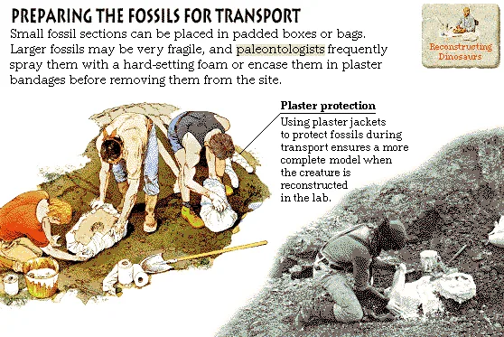 Preparing the Fossils for Transport