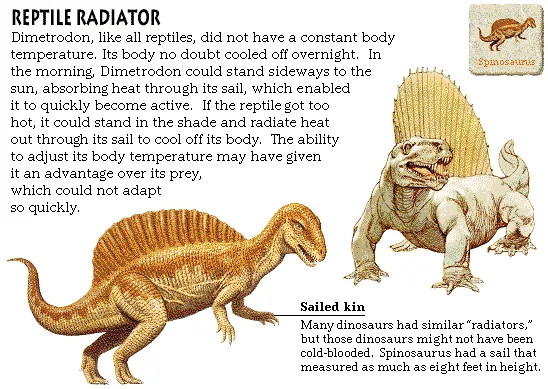 Reptile Radiator
