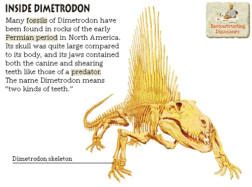 Inside Dimetrodon
