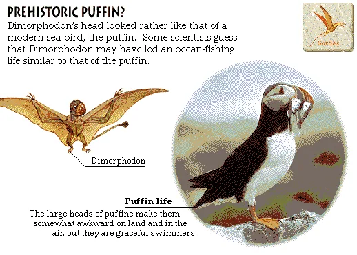 Prehistoric Puffin?