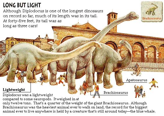 Long But Light