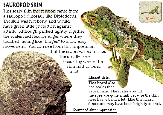 Sauropod Skin