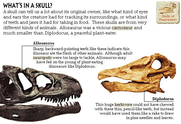 What's in a Skull?
