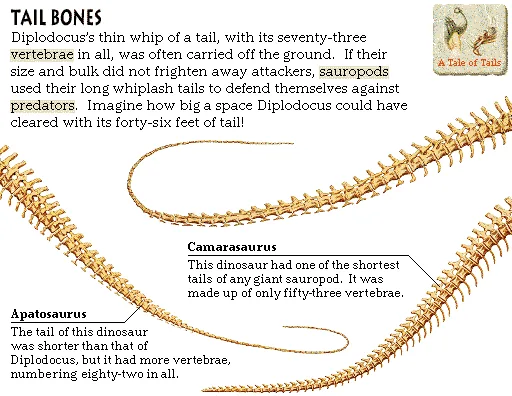 Tail Bones
