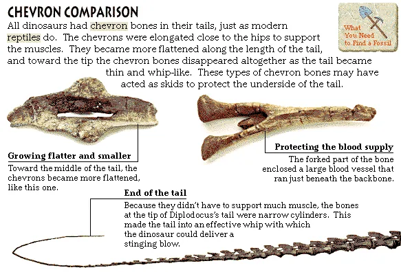 Chevron Comparison