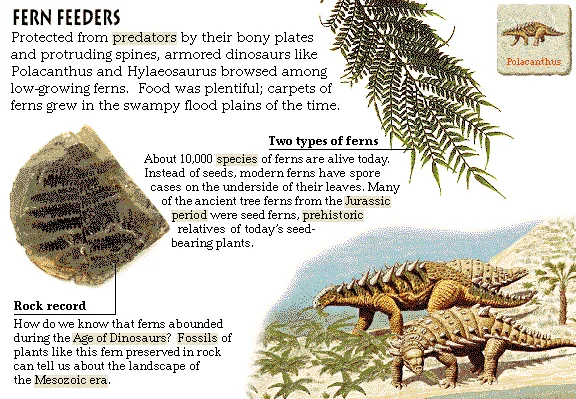 Fern Feeders