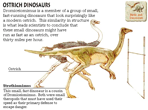 Ostrich Dinosaurs