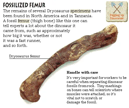 Fossilized Femur