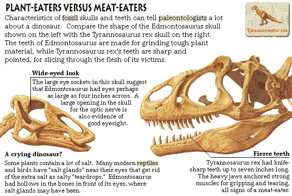 Plant-Eaters Versus Meat-Eaters