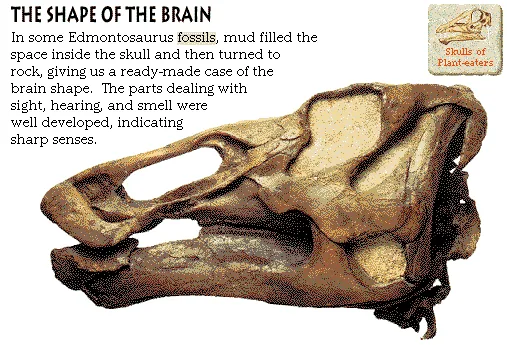 The Shape of the Brain