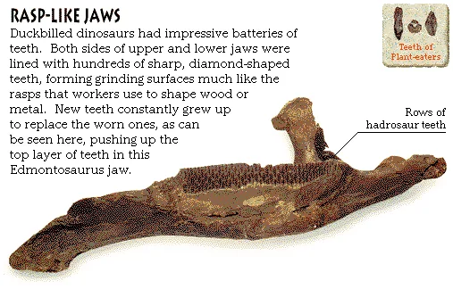Rasp-Like Jaws