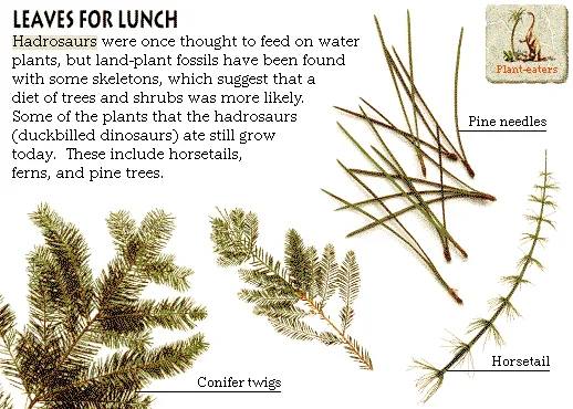 Leaves for Lunch