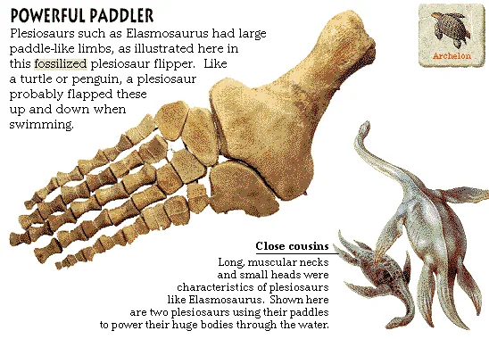 Powerful Paddler