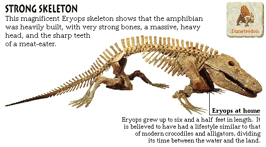 Strong Skeleton