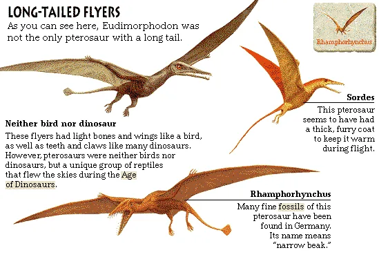 Long-Tailed Flyers