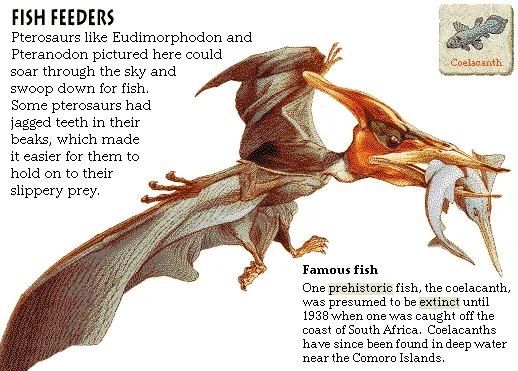 Fish Feeders
