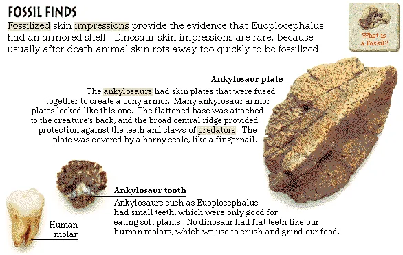 Fossil Finds