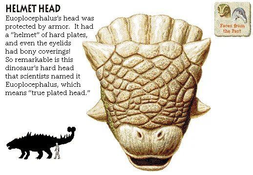 Helmet Head