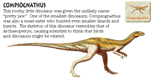 Compsognathus