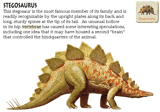 Stegosaurus