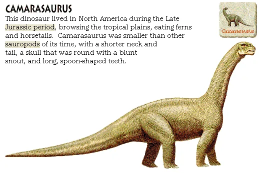 Camarasaurus