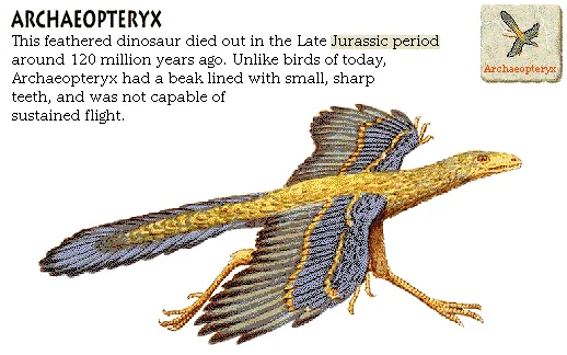 Archaeopteryx