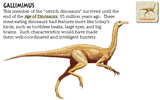 Gallimimus