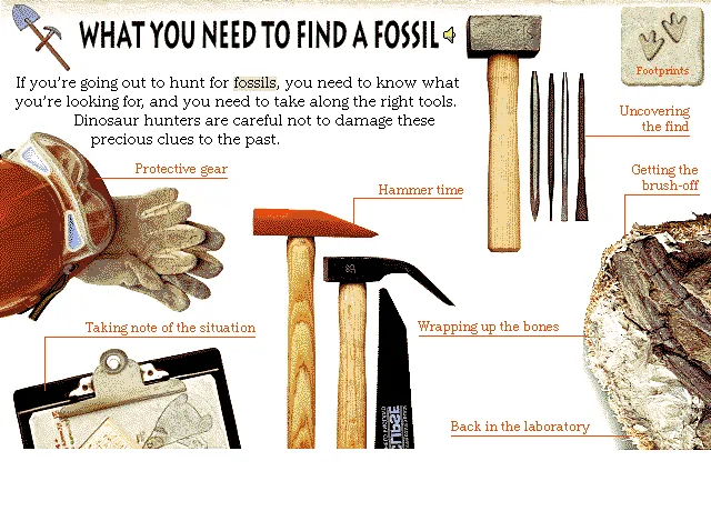 What You Need to Find a Fossil