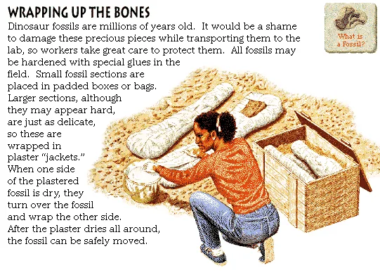 Wrapping Up the Bones