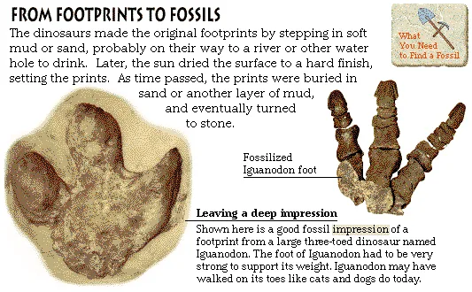 From Footprints to Fossils