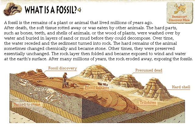 What Is a Fossil?