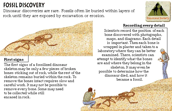 Fossil Discovery