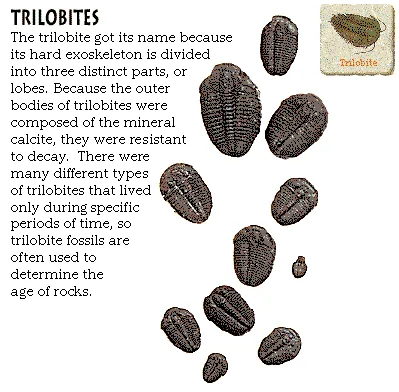 Trilobites