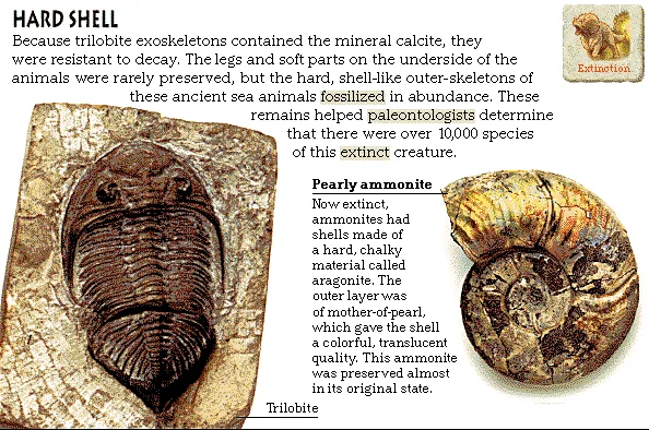 Hard Shell