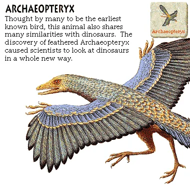 Archaeopteryx