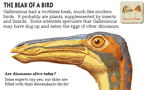 The Beak of a Bird
