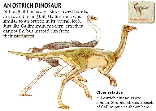 An Ostrich Dinosaur