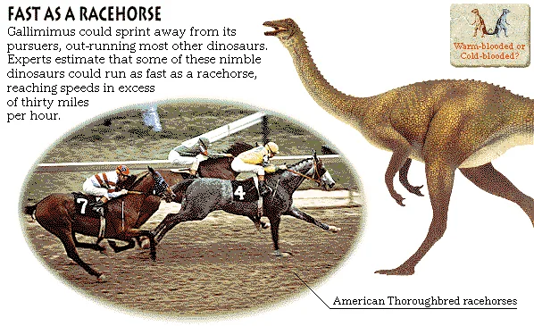 Fast as a Racehorse