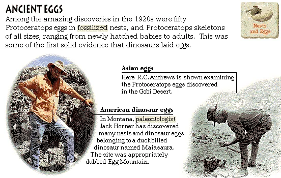 Ancient Eggs