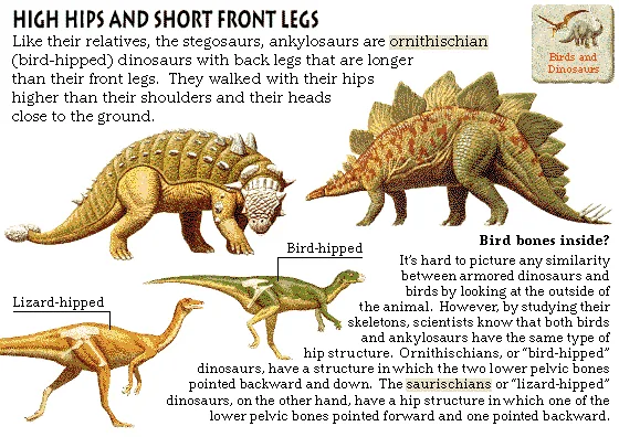 High Hips and Short Front Legs
