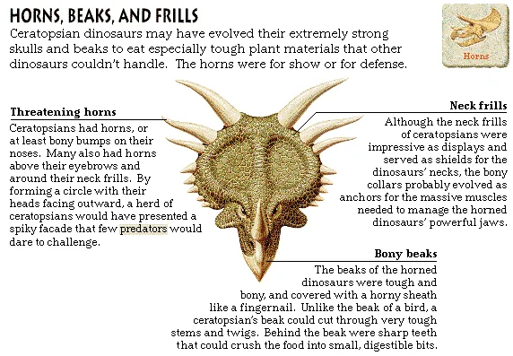 Horns, Beaks, and Frills