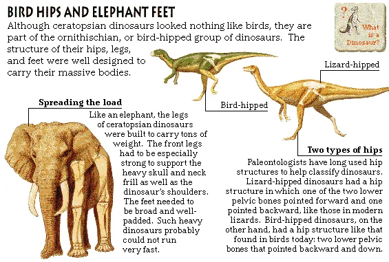 Bird Hips and Elephant Feet