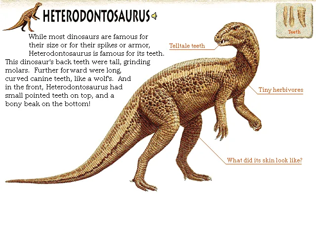Heterodontosaurus