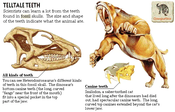 Telltale Teeth
