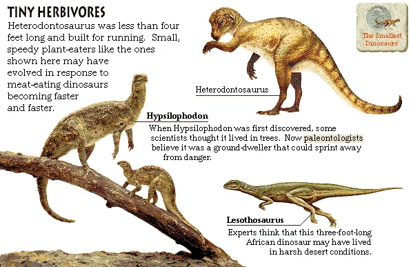 Tiny Herbivores