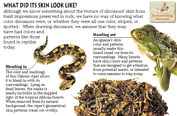 What Did Its Skin Look Like?
