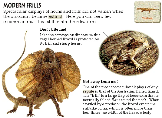 Modern Frills