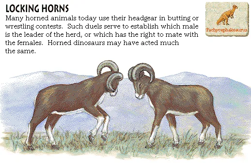 Locking Horns