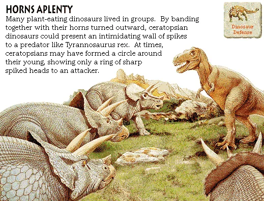 Horns Aplenty